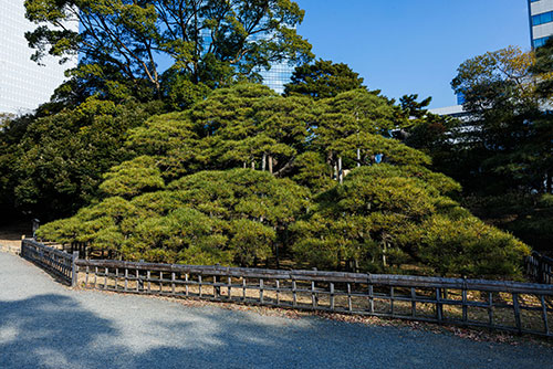 浜離宮恩賜庭園 三百年の松