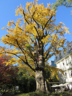 日比谷公園 首掛けイチョウ