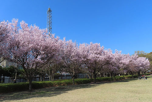 東村山中央公園