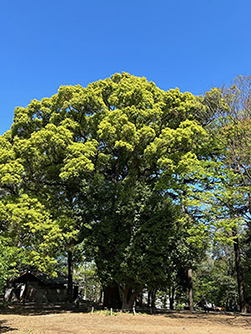 林試の森公園 クスノキ